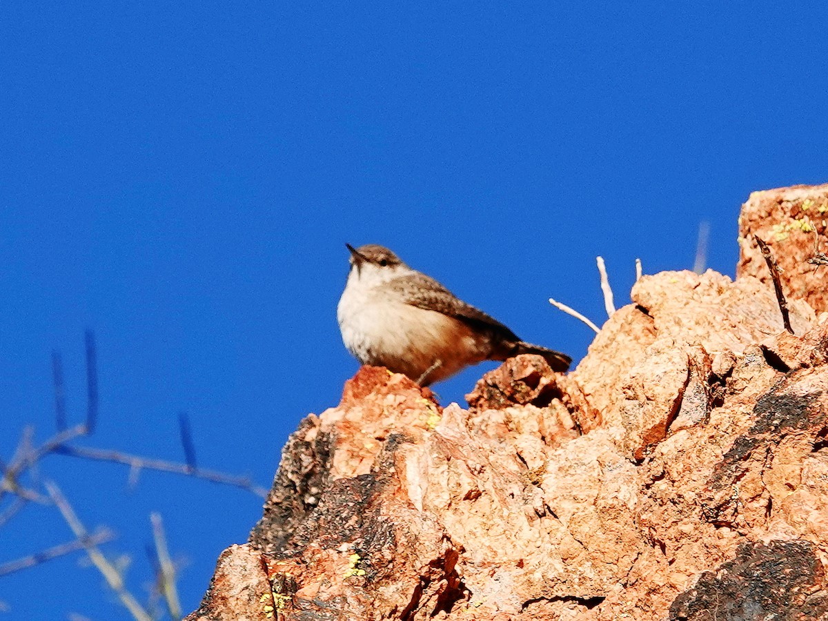 Rock Wren - ML626377930