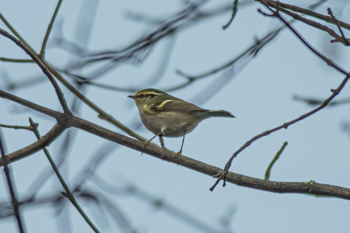 Pallas's Leaf Warbler - ML626378070