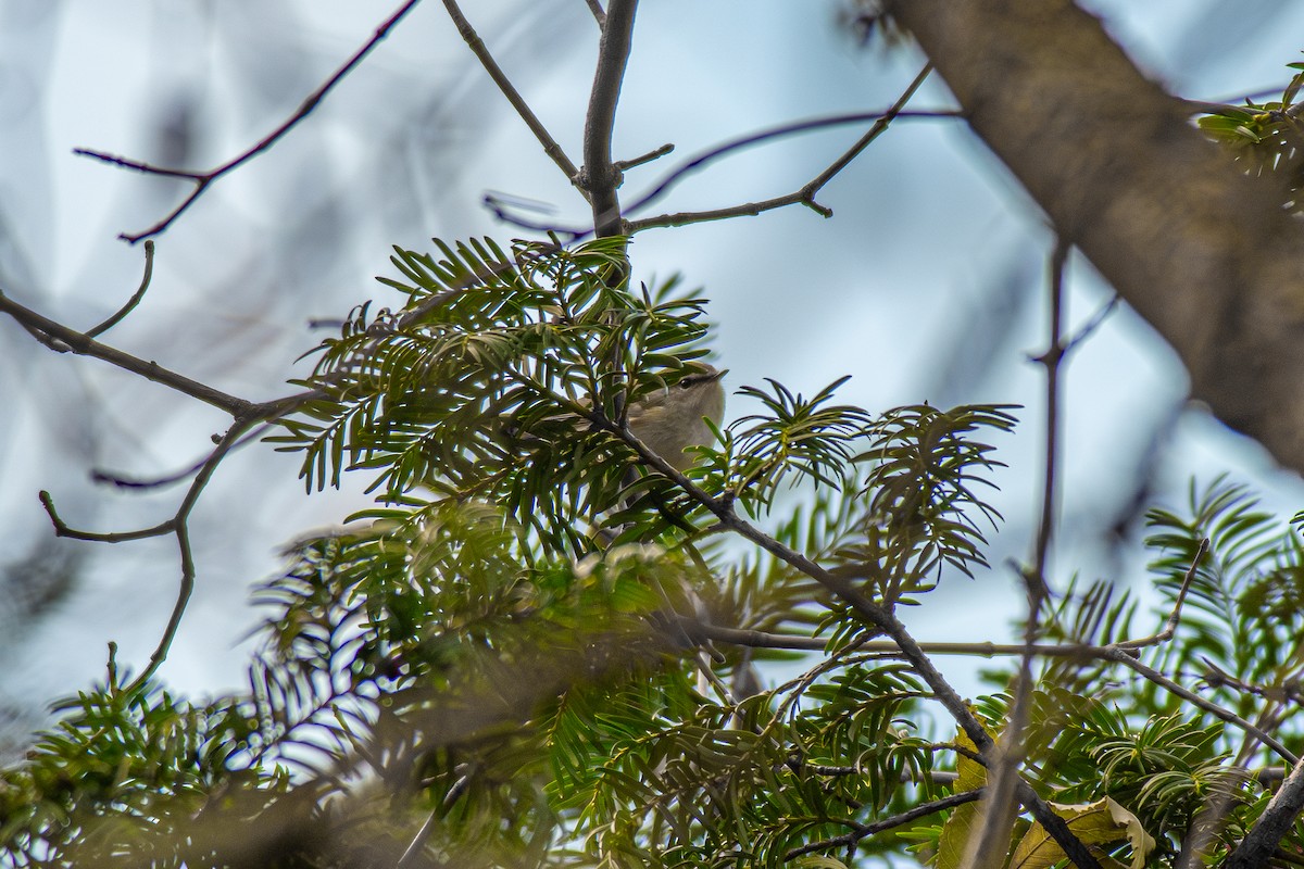 budníček zlatohlavý - ML626378071