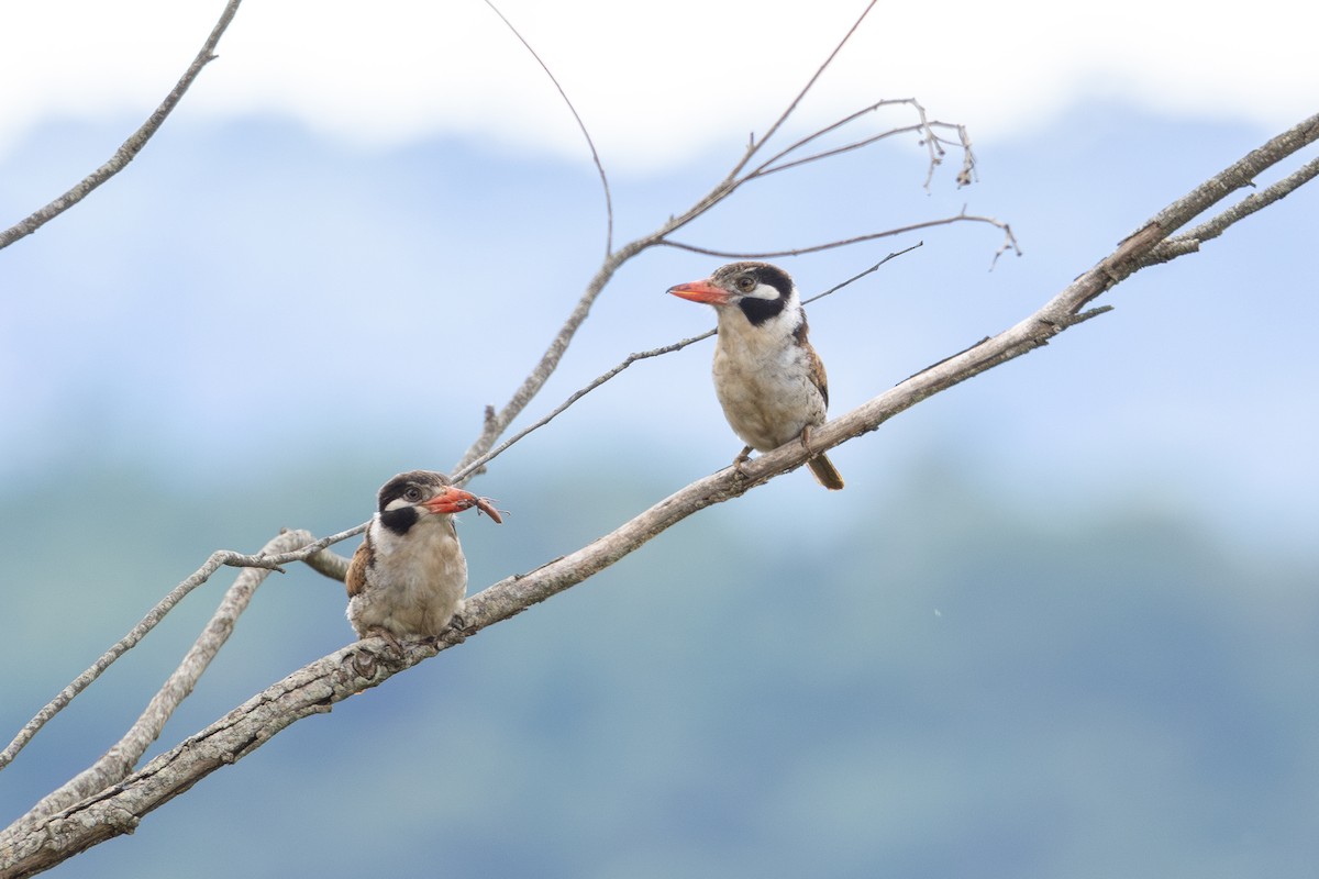 White-eared Puffbird - ML626378248