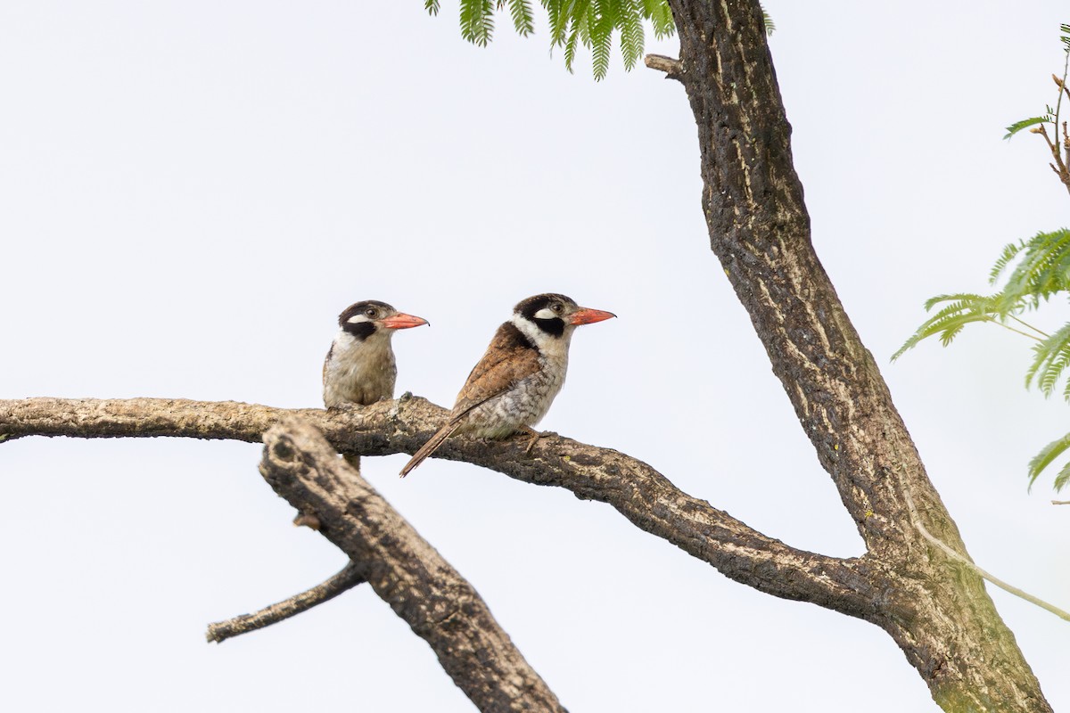 White-eared Puffbird - ML626378250