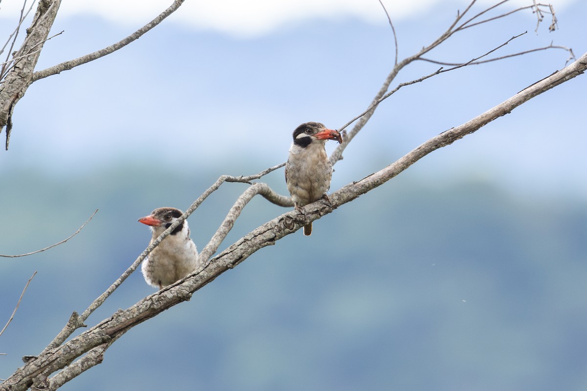 White-eared Puffbird - ML626378251