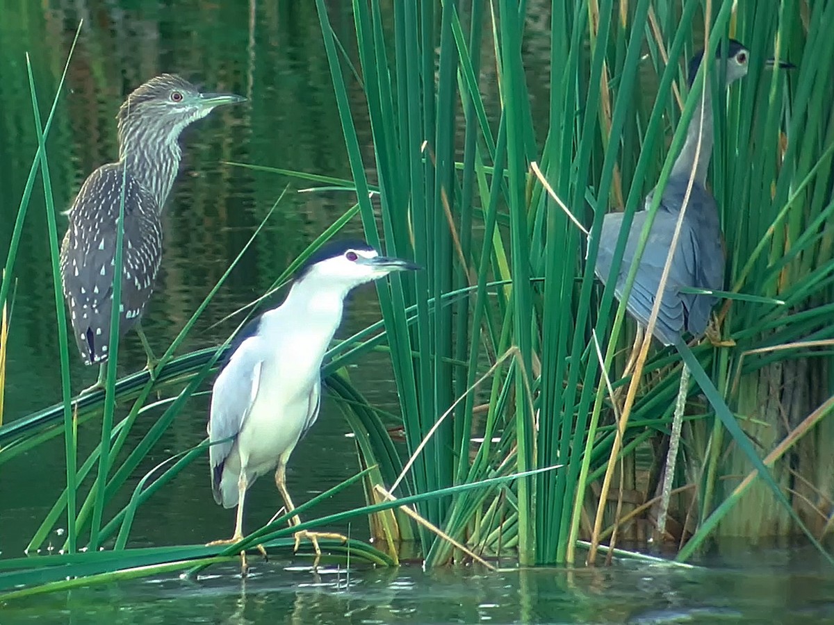 Black-crowned Night Heron - José Ignacio Dies