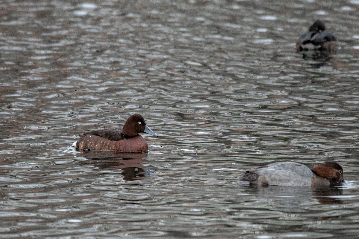 polák malý - ML626378303