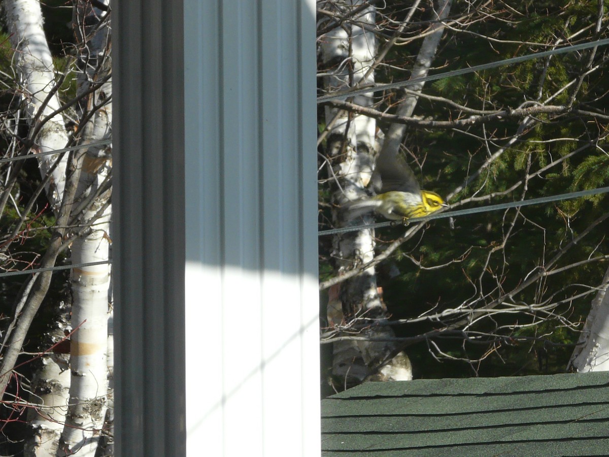 Townsend's Warbler - ML626378348