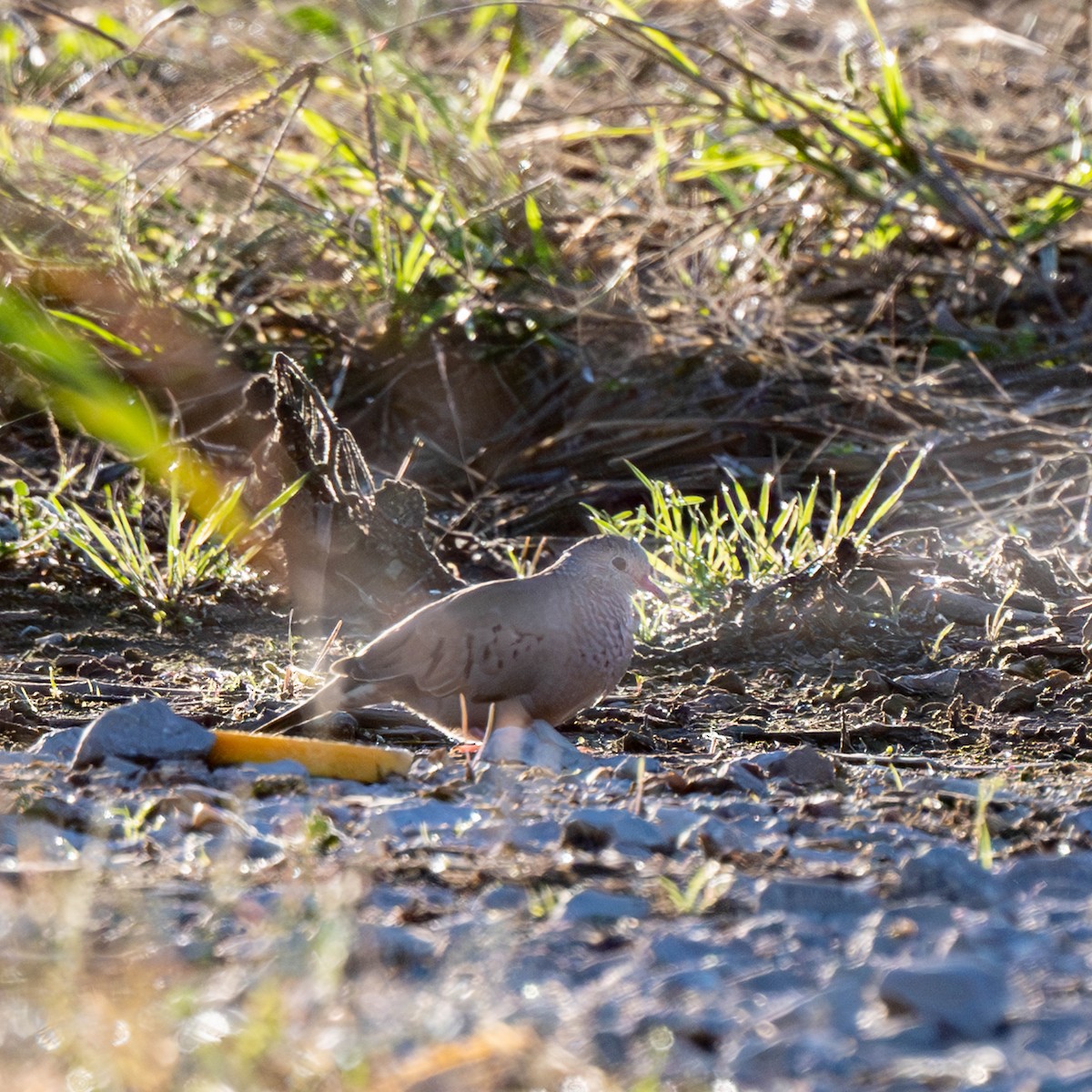 Common Ground Dove - ML626378364