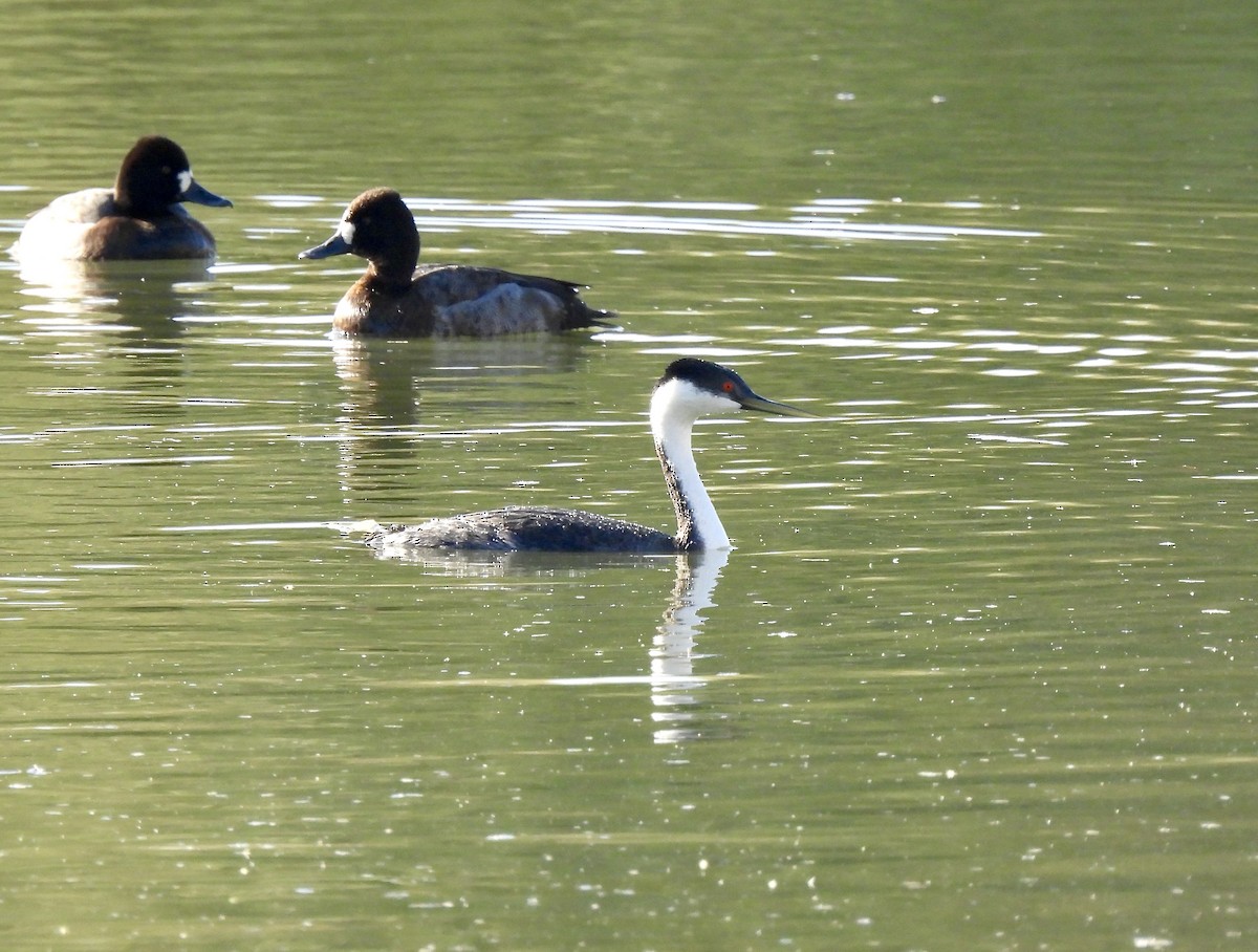 Western Grebe - ML626378547