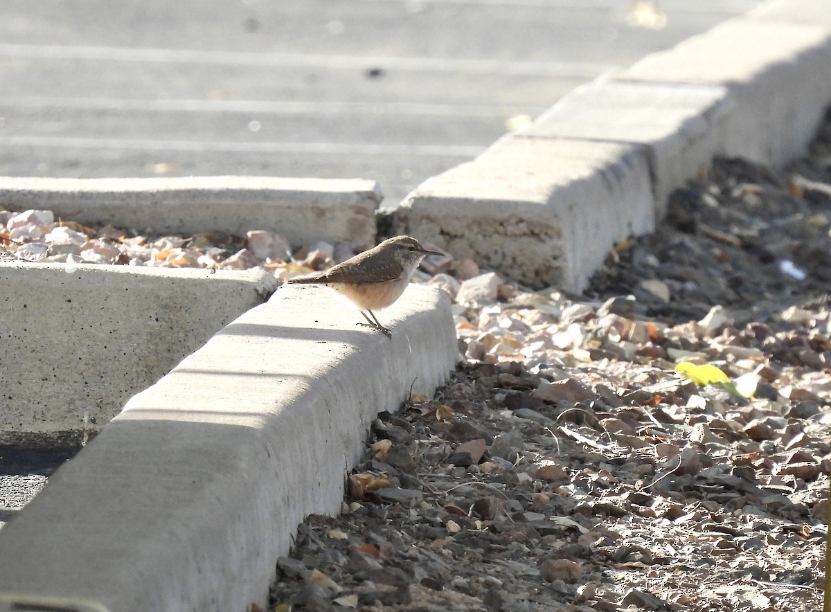 Rock Wren - ML626378554