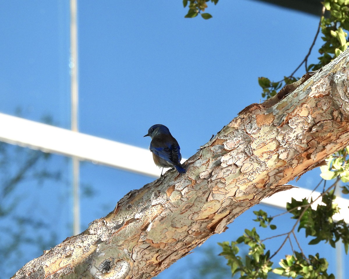 Western Bluebird - ML626378566