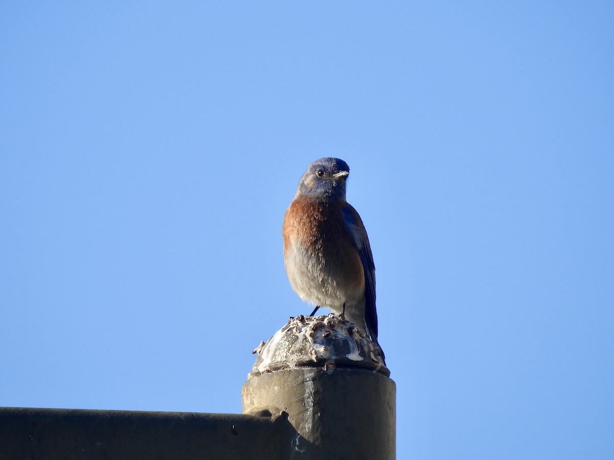 Western Bluebird - ML626378579