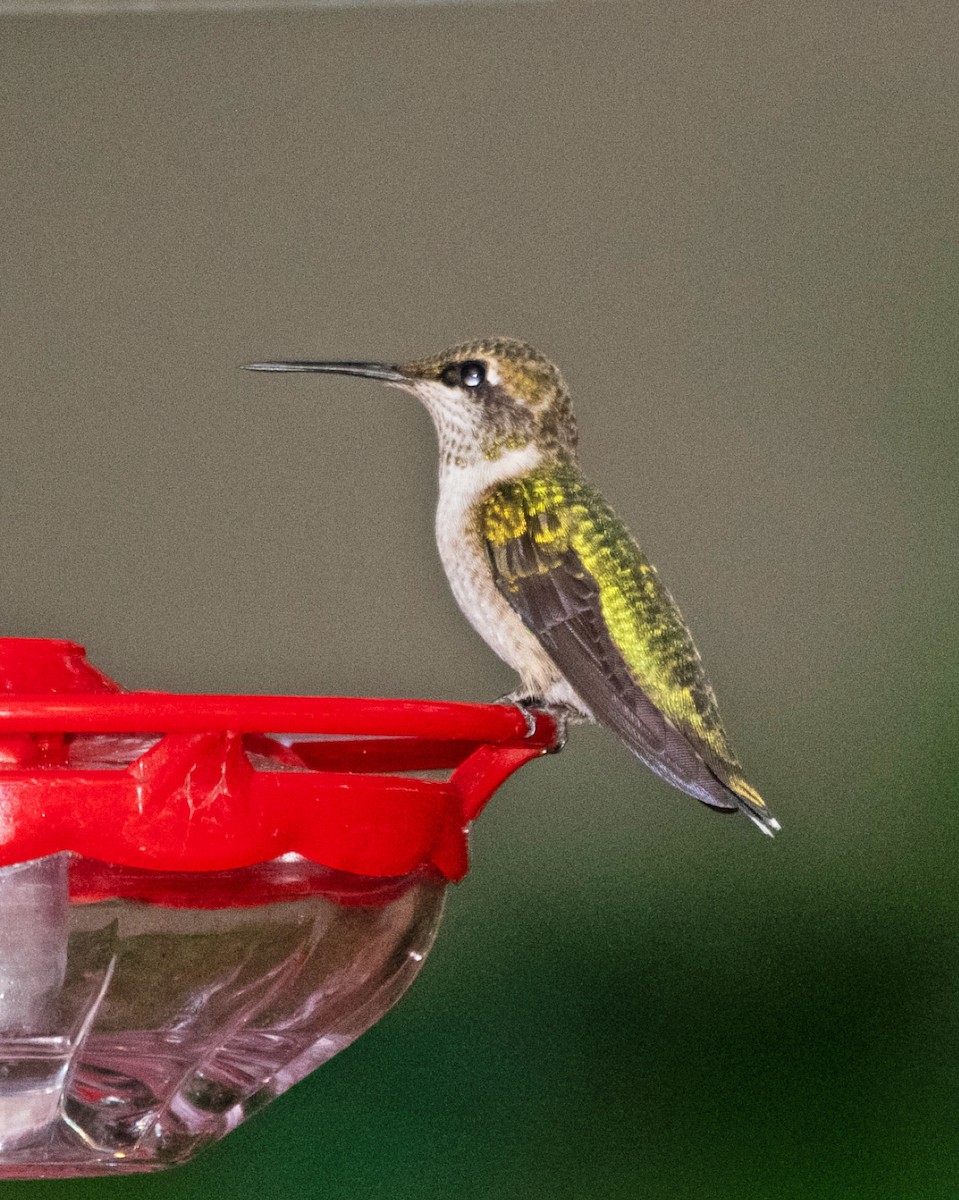 Ruby-throated Hummingbird - ML626378792