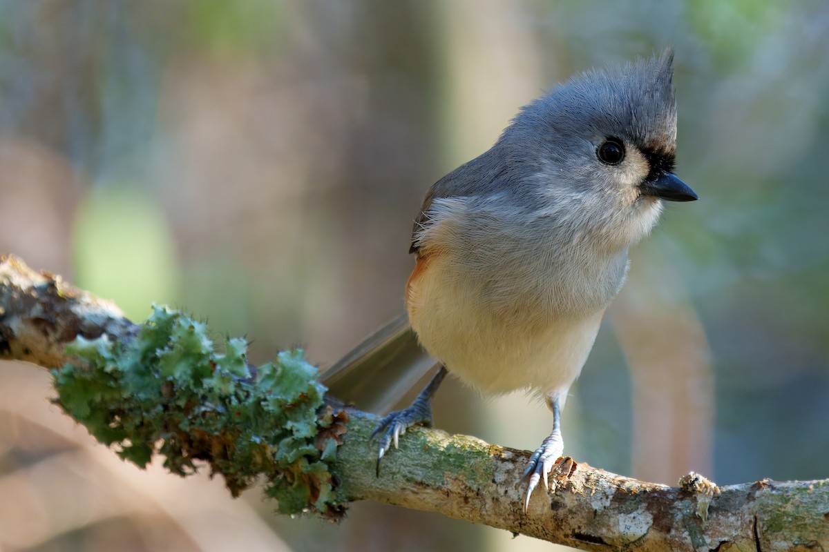 Tufted Titmouse - ML626378846
