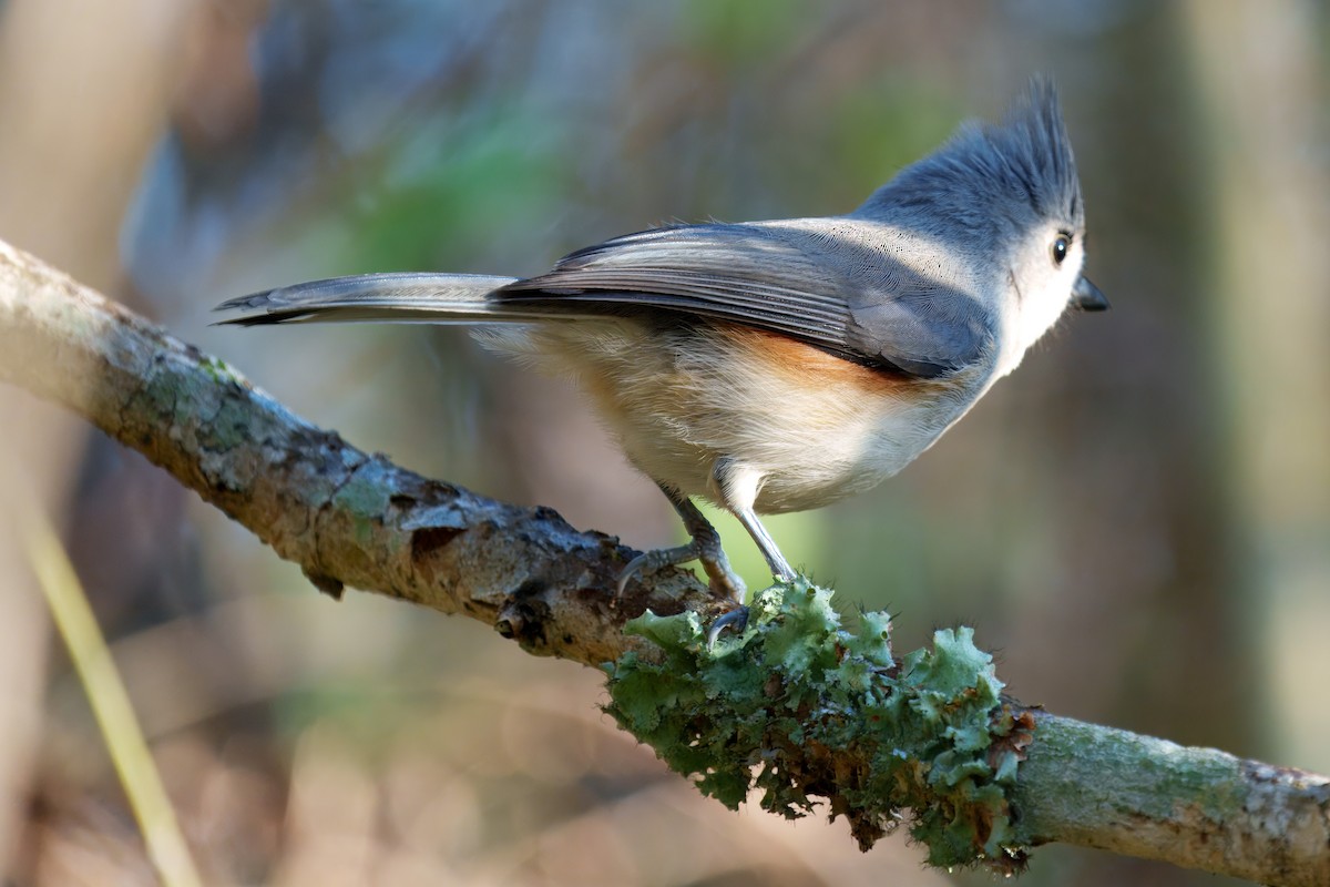Tufted Titmouse - ML626378853