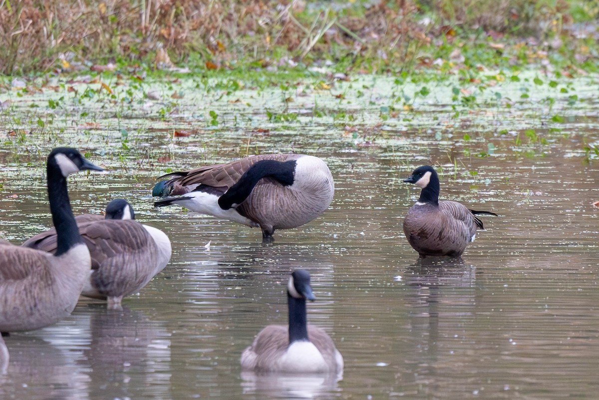 Cackling Goose (minima) - ML626379131