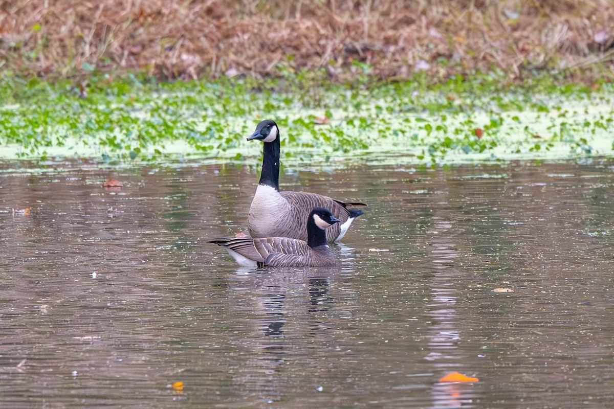 Cackling Goose (minima) - ML626379132