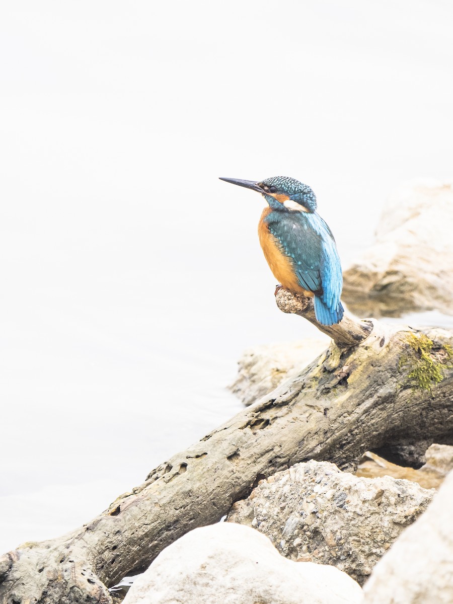 Common Kingfisher - ML626379150