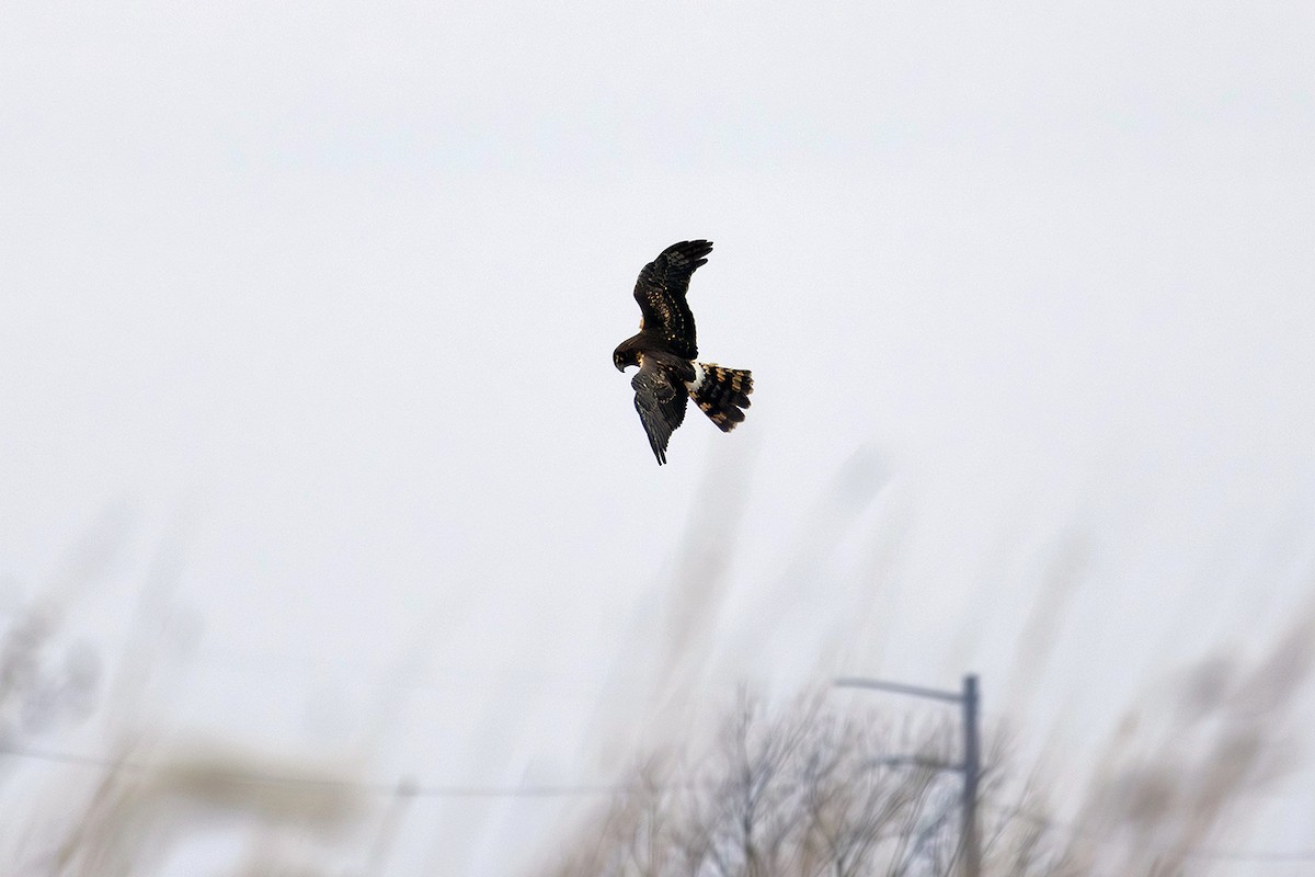 Hudsonweihe - ML626379232