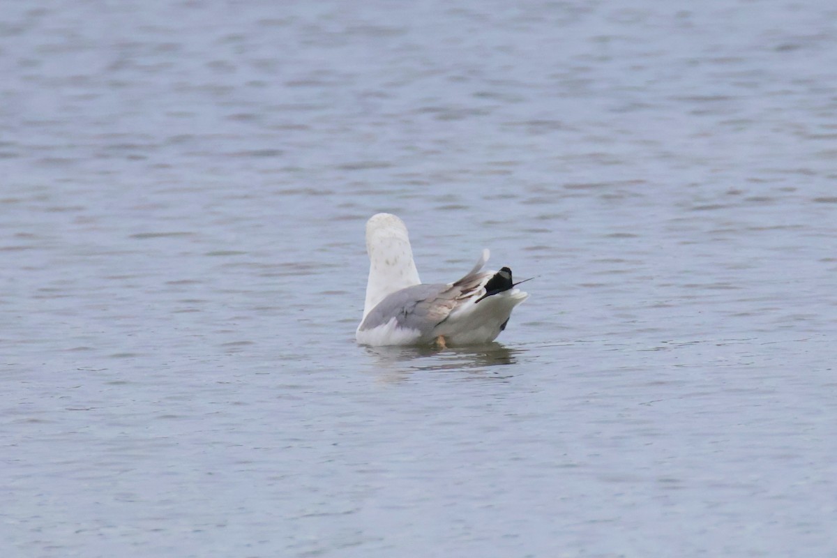 Yellow-legged Gull - ML626379319
