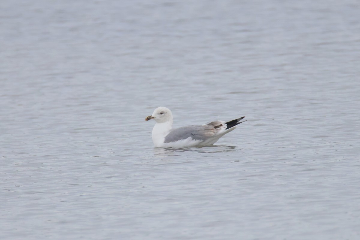 Yellow-legged Gull - ML626379320