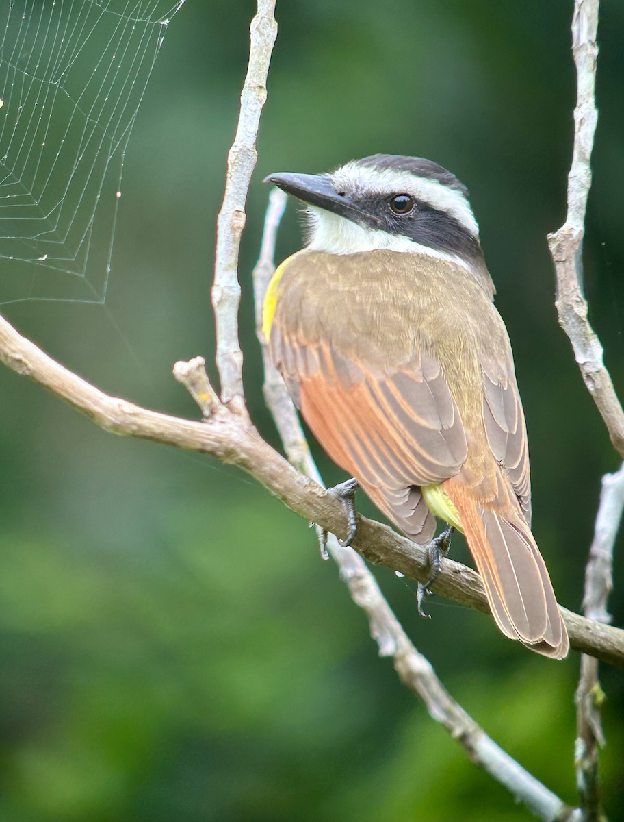 Great Kiskadee - ML626379333