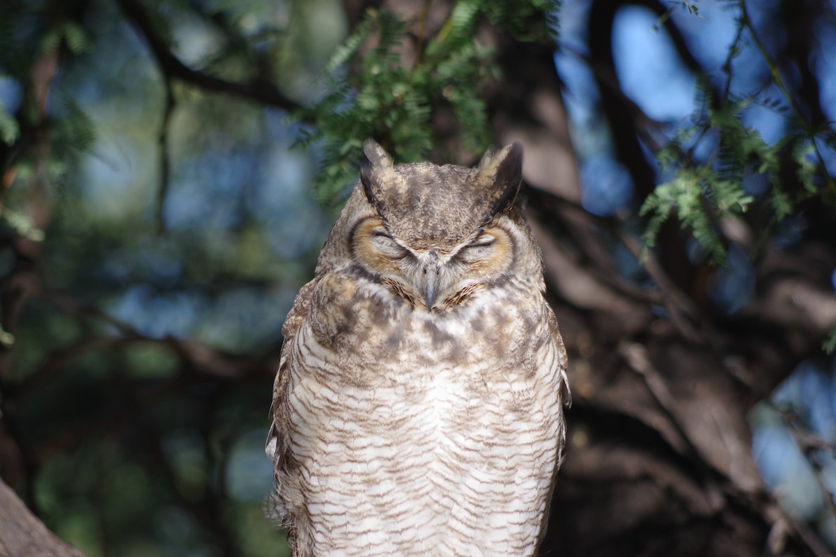 Great Horned Owl - ML626379366