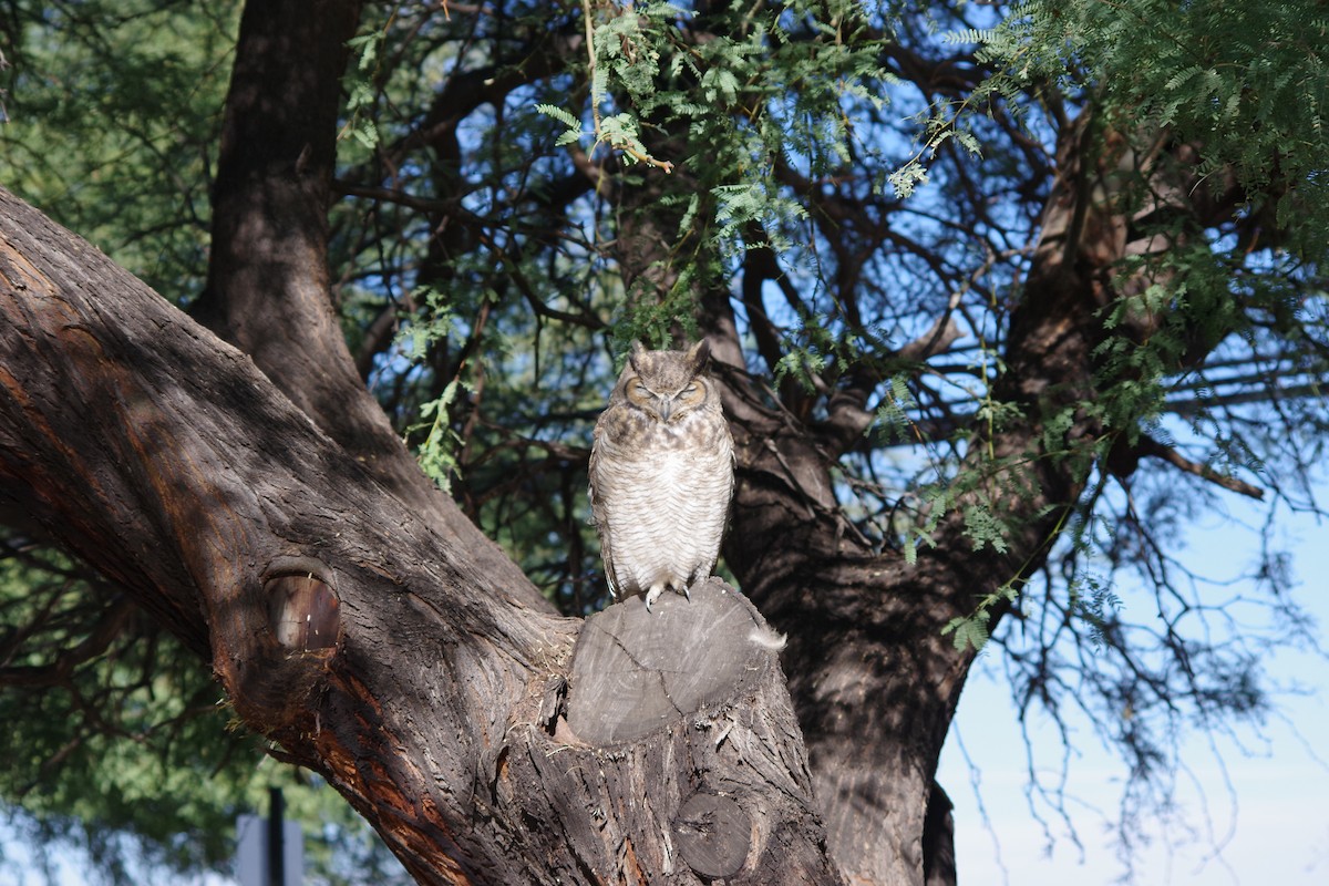 Great Horned Owl - ML626379369