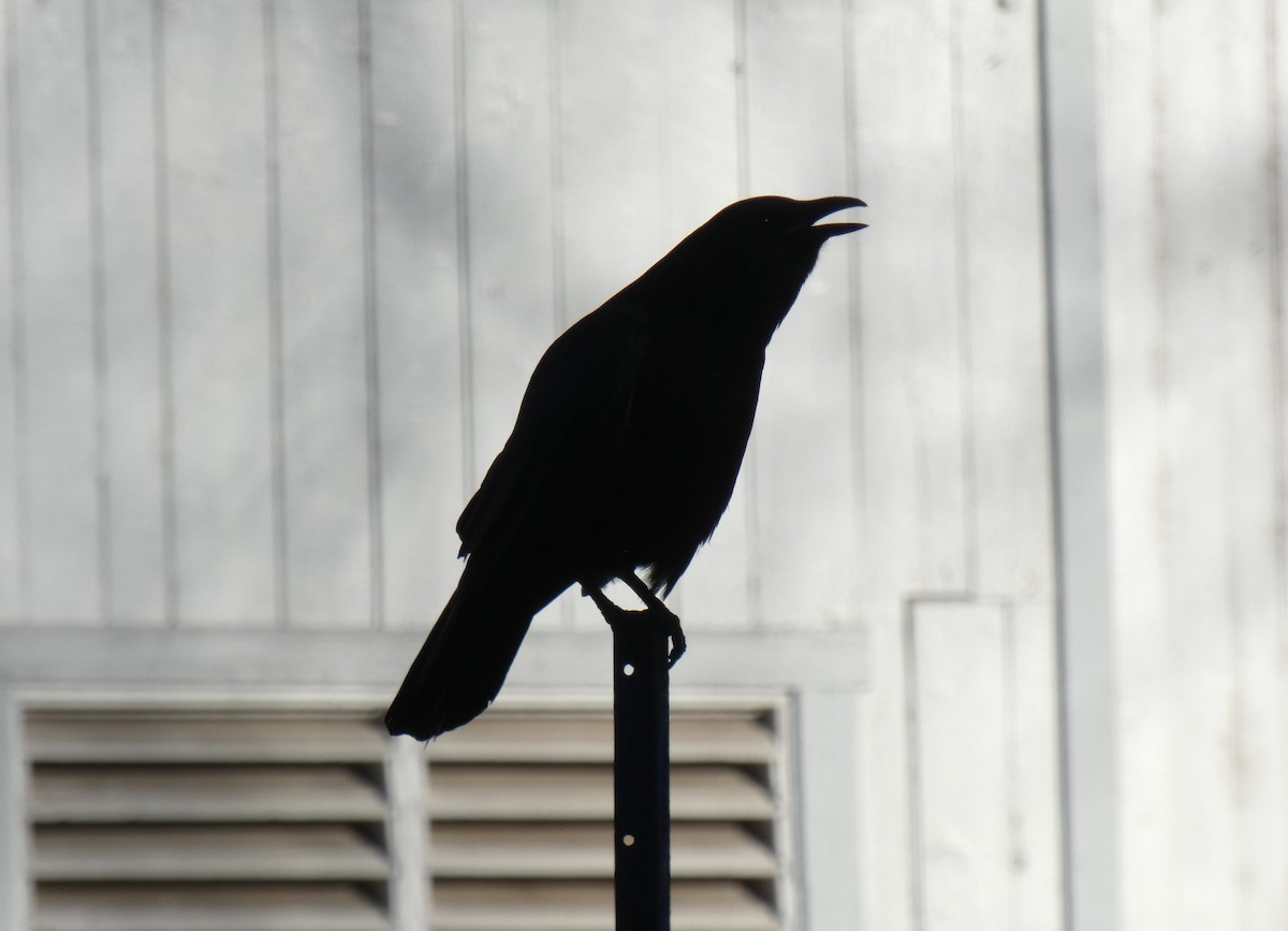 American Crow - ML626379571