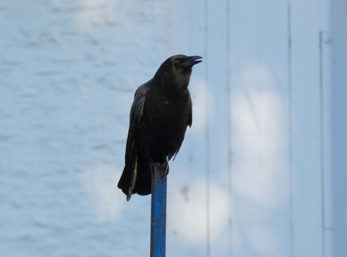 American Crow - ML626379579