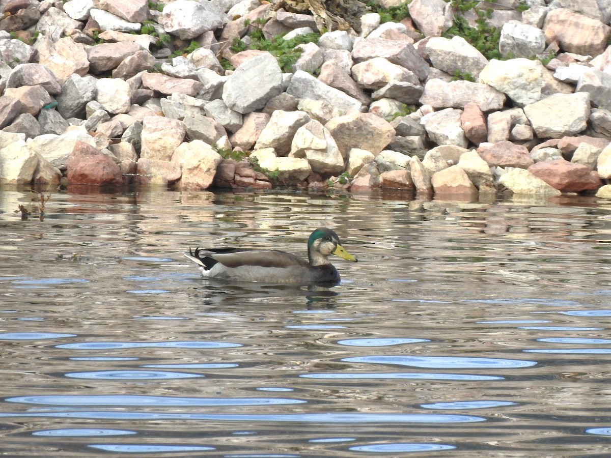 dabbling duck sp. - ML626379664