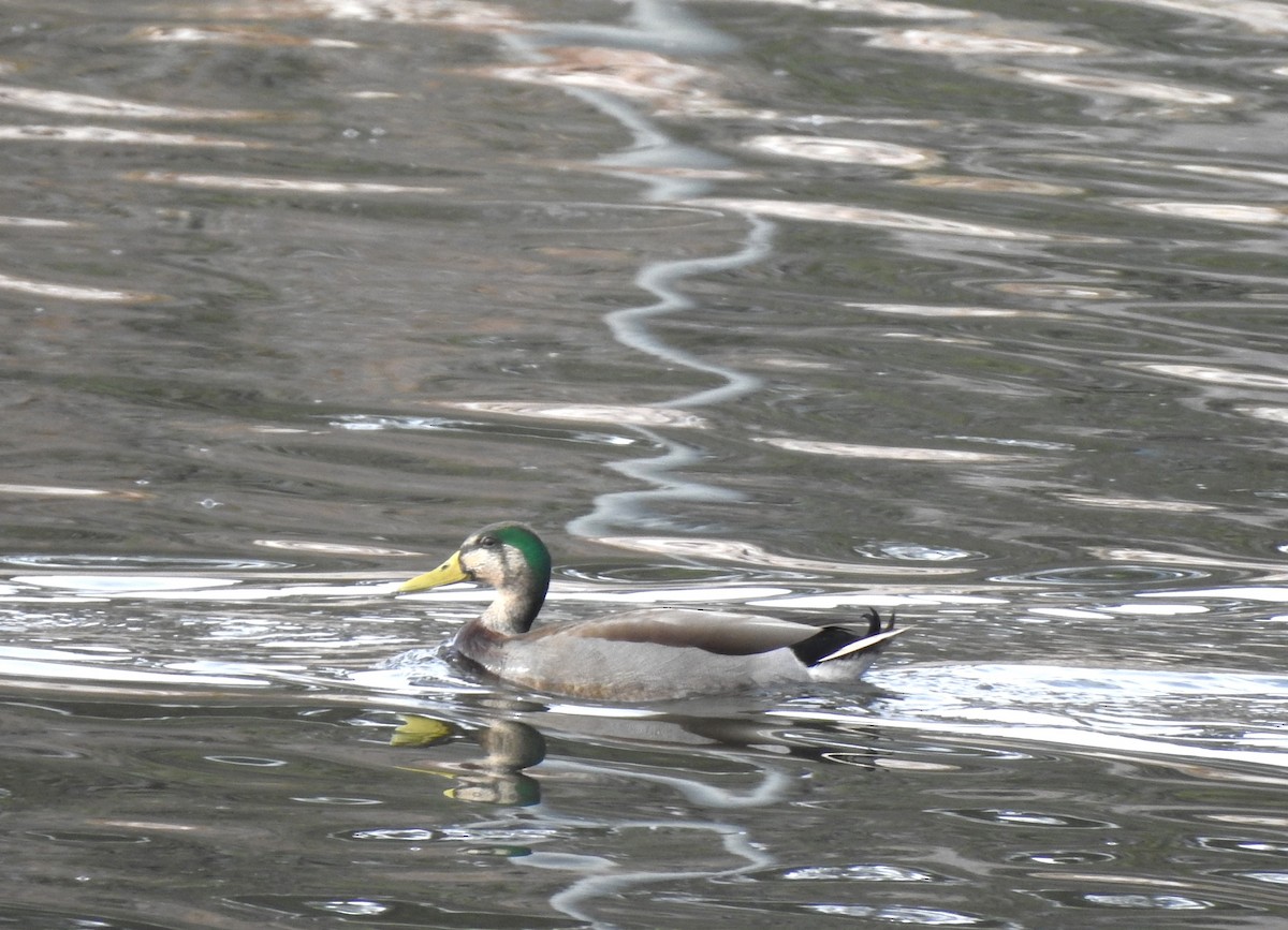 dabbling duck sp. - ML626379672