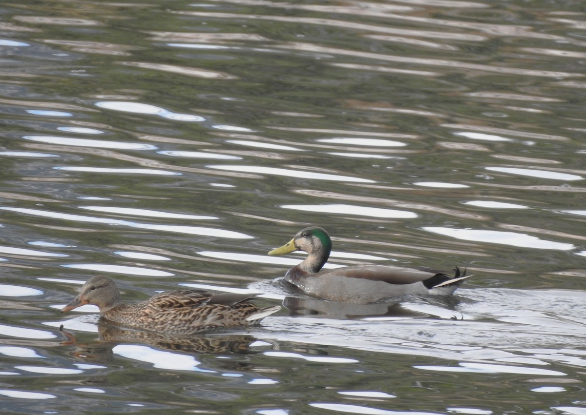 dabbling duck sp. - ML626379681