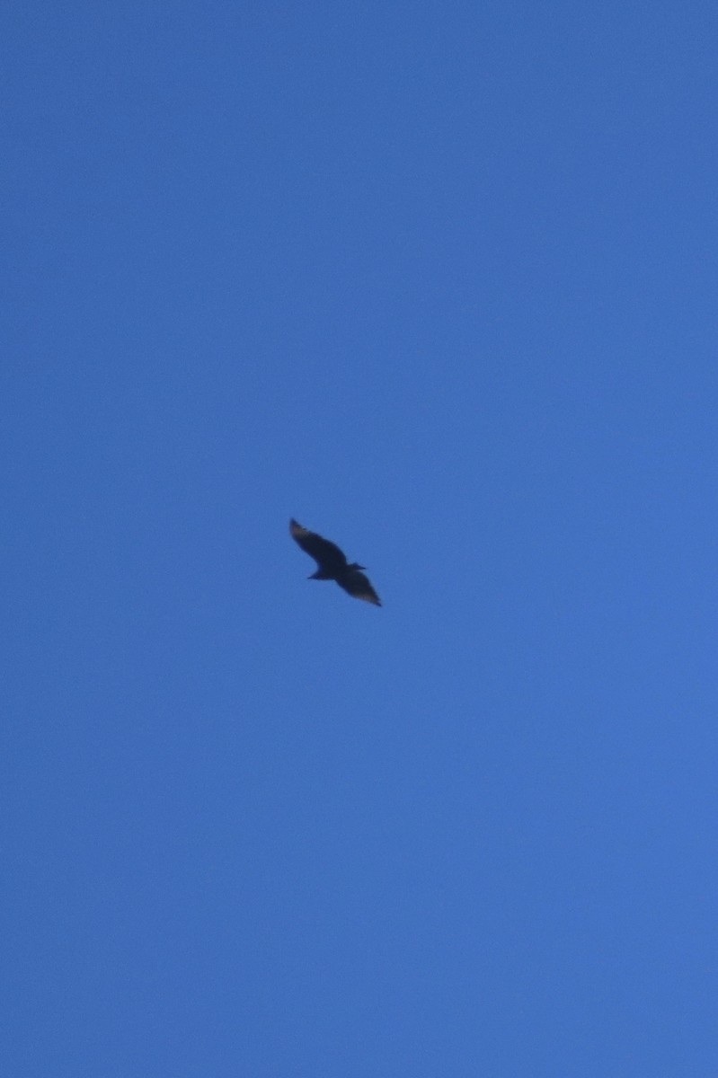 Black Vulture - ML626379754