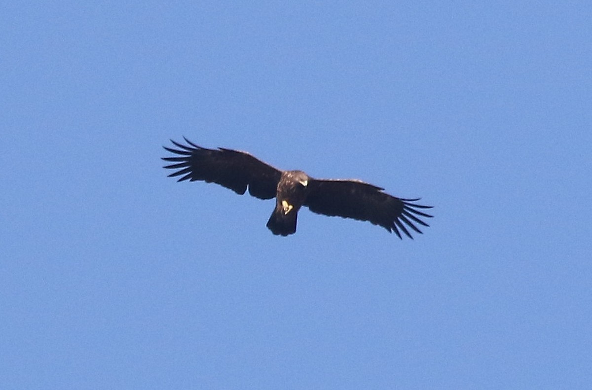 Greater Spotted Eagle - ML626379784