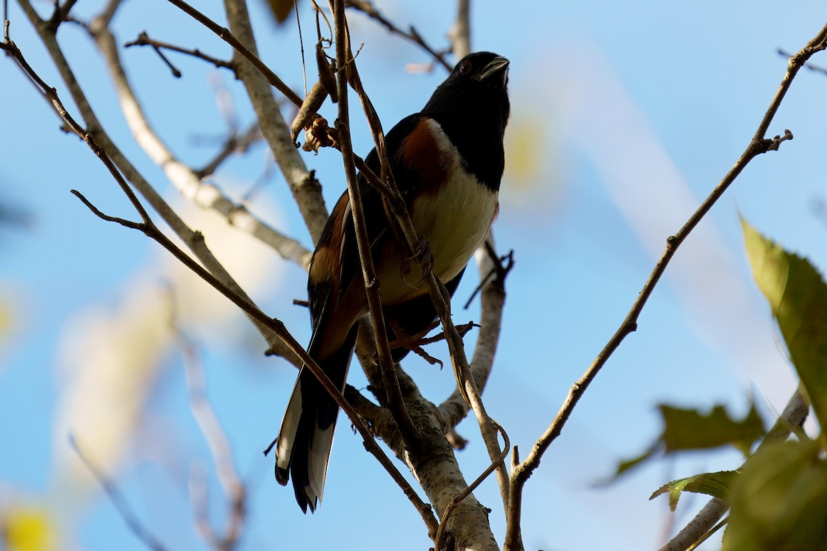 Eastern Towhee - ML626379852