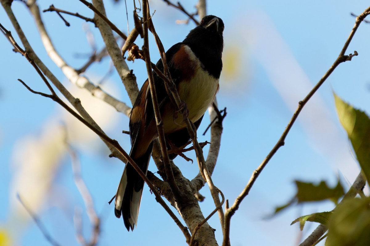 Eastern Towhee - ML626379853