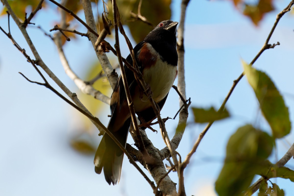 Eastern Towhee - ML626379854