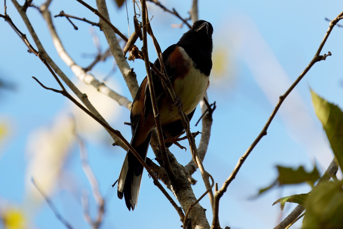 Eastern Towhee - ML626379855