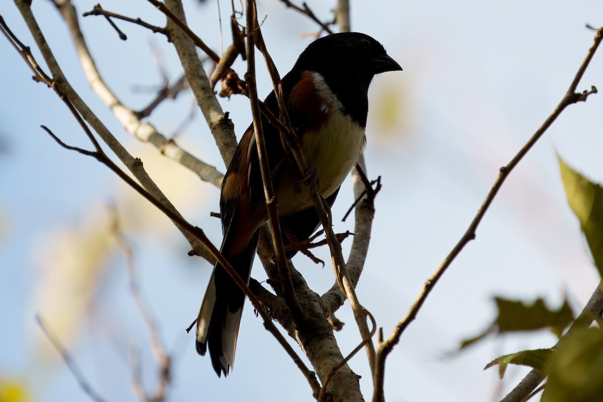 Eastern Towhee - ML626379856
