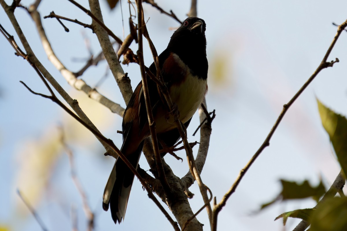 Eastern Towhee - ML626379857