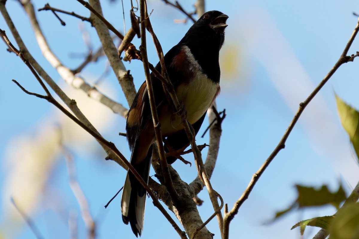 Eastern Towhee - ML626379858