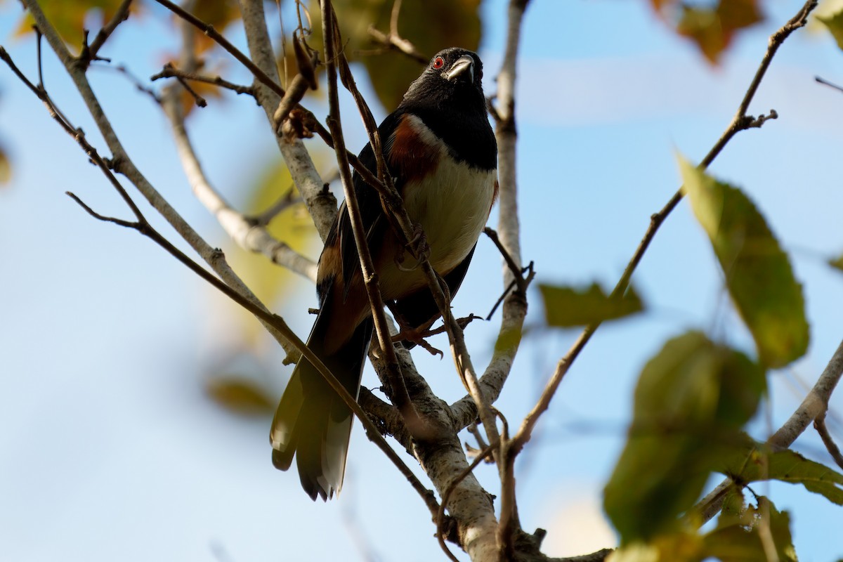 Eastern Towhee - ML626379859