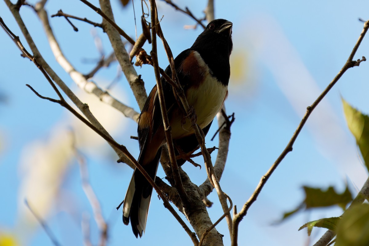 Eastern Towhee - ML626379860