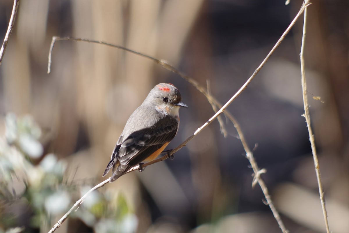 Vermilion Flycatcher - ML626379878