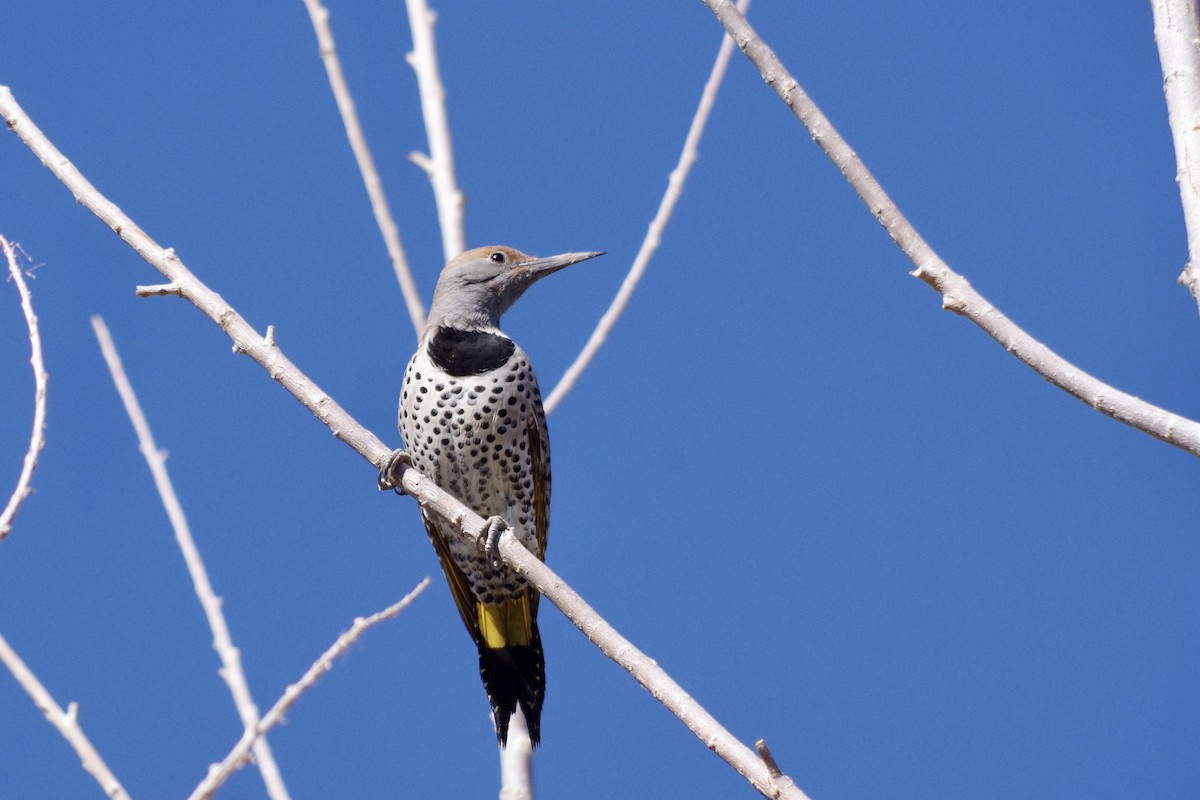 Gilded Flicker - ML626379887