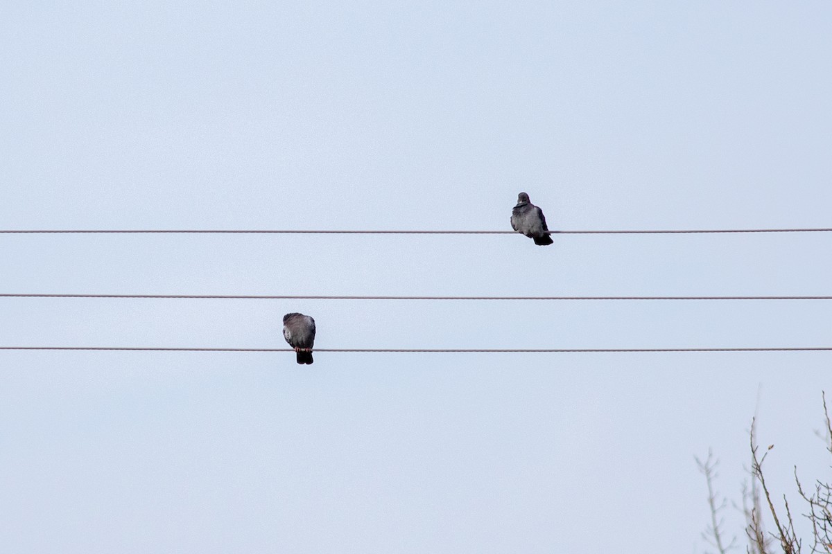 Rock Pigeon (Feral Pigeon) - ML626379888