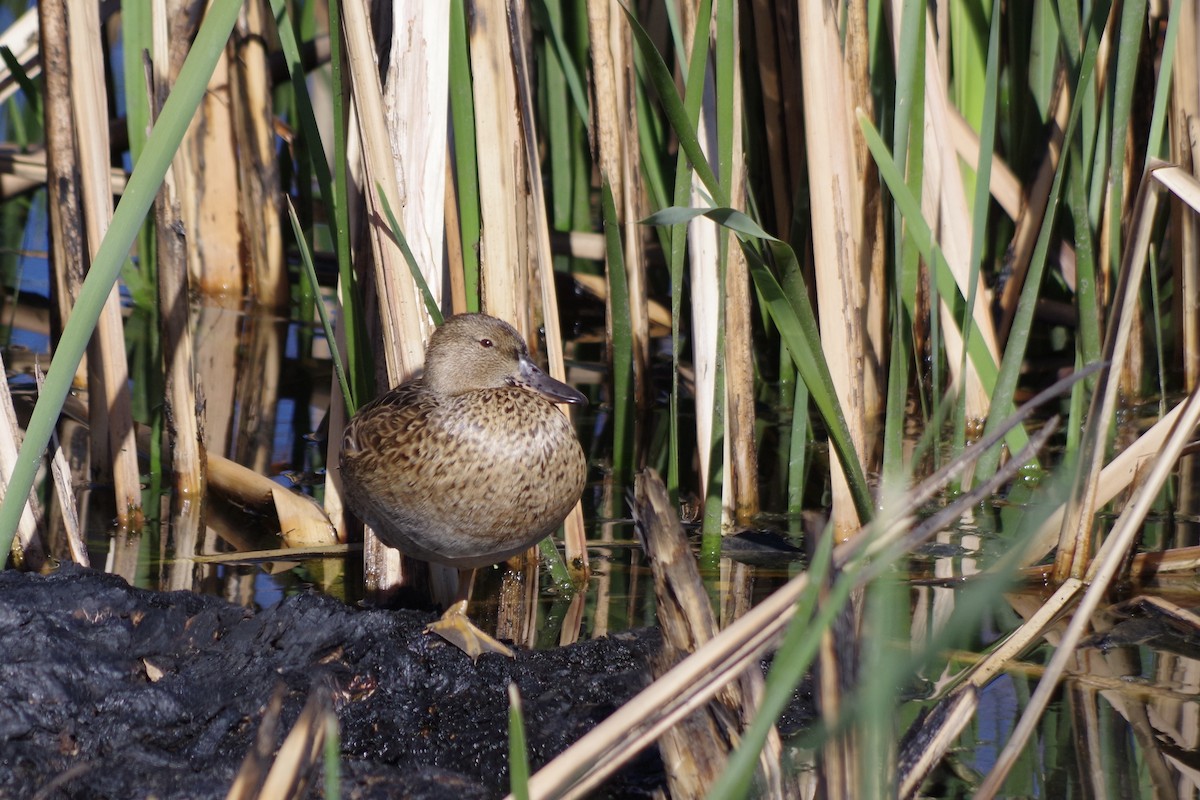 Cinnamon Teal - ML626379895