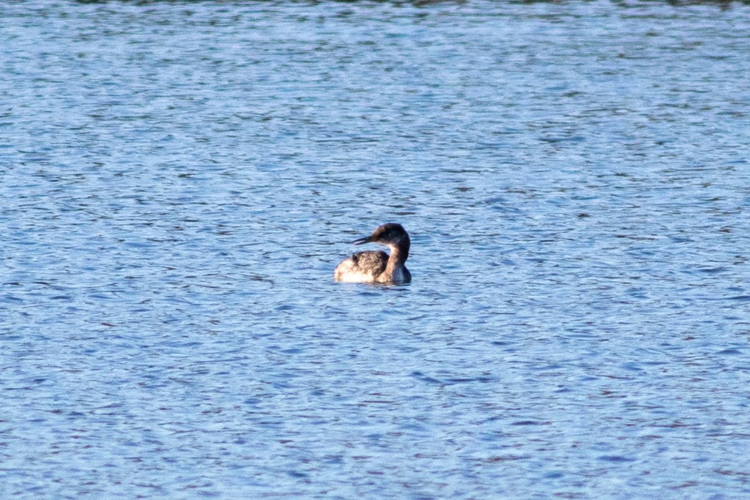 Red-necked Grebe - ML626379949