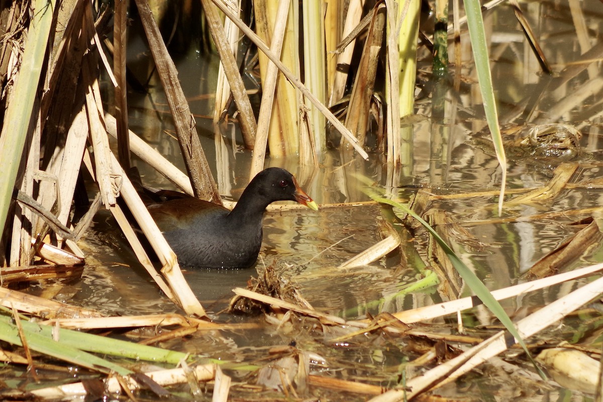 Common Gallinule - ML626379965