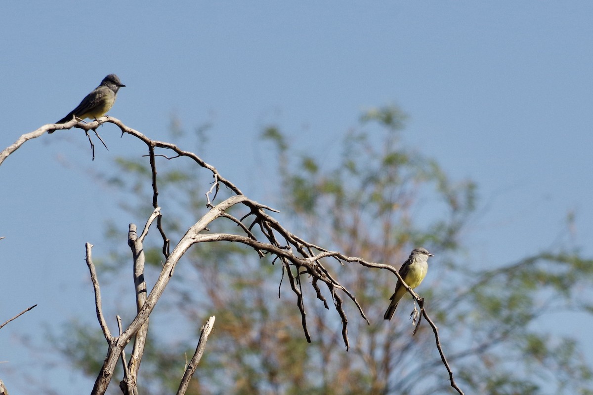 Western Kingbird - ML626379974