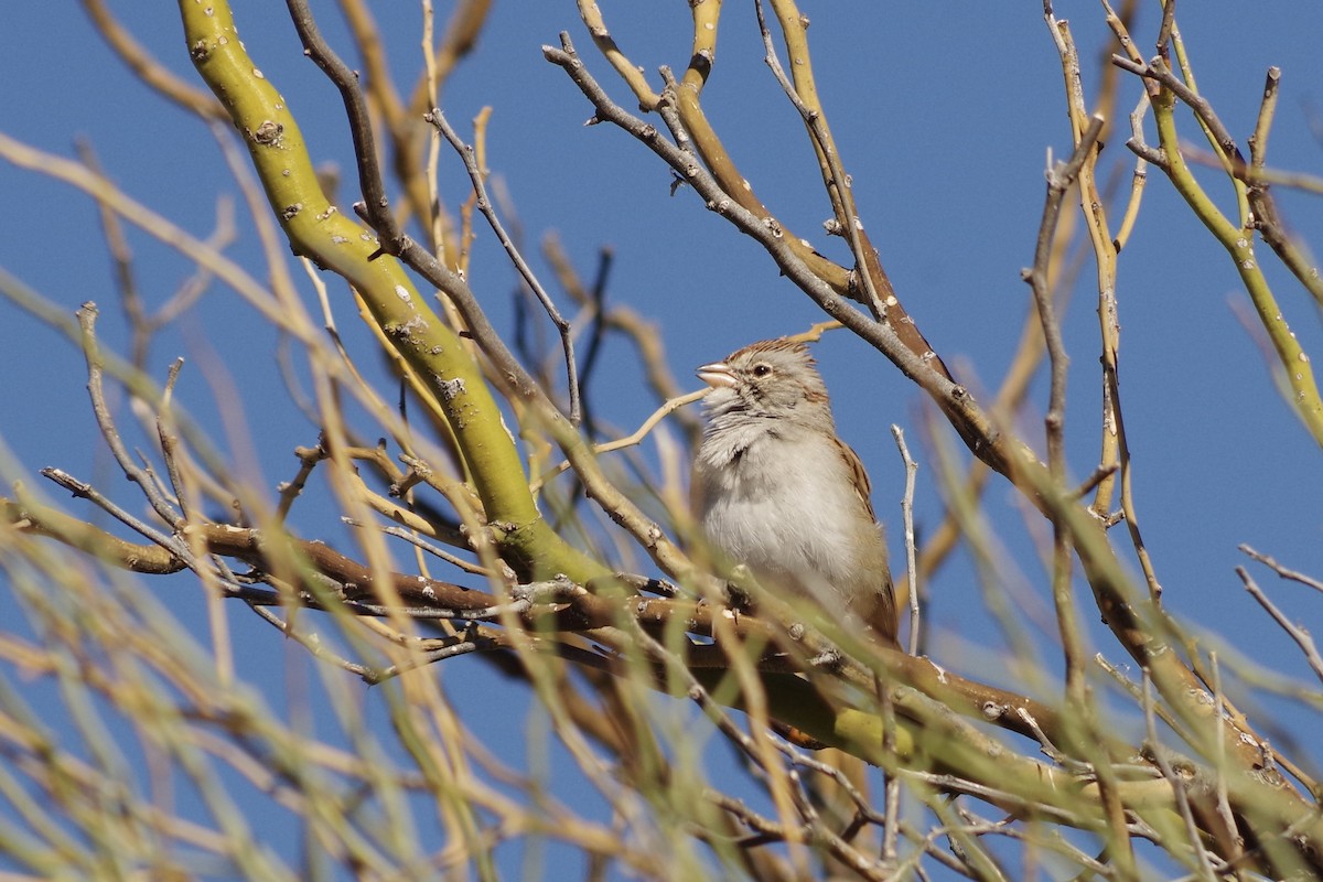 Rufous-winged Sparrow - ML626379982